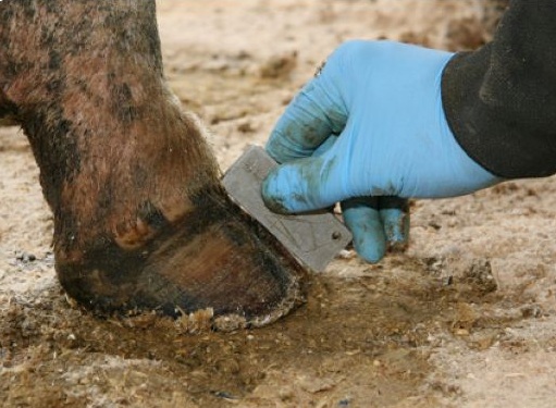 Measuring a cow's hoof.